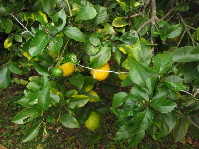 A very old lemon tree that just keeps on giving.  maybe it was a little bit of the love I gave it over summer, but the crop this year is A LOT better than last year. Much juicier.