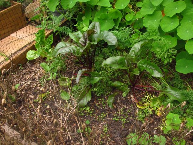 My ever slow growing beetroot, though I do at least pick the leaves off sometimes and include them in salads.