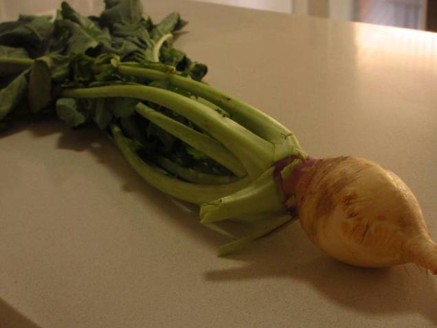 Turnip out of the ground. It tasted really good in my soup.